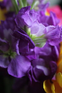 Close-up of purple flowers blooming outdoors