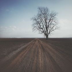 Bare trees on field against sky