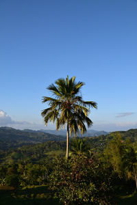 Coconut palm trees on landscape against clear sky