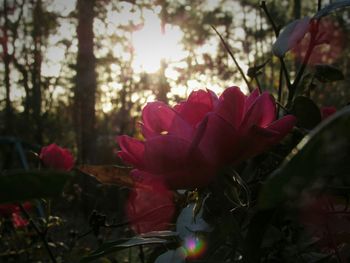 Close-up of pink flowers