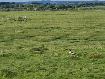 Small bird wondering around the grassland looking for food. 