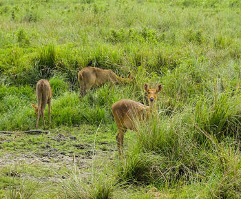 View of sheep on field