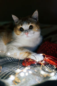 Portrait of cat relaxing on bed