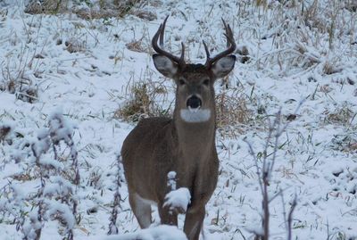Portrait of deer on snow covered field