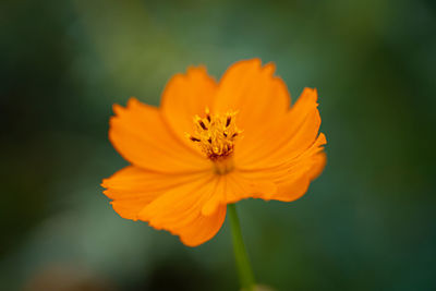 Close-up of orange flower