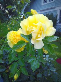 Close-up of yellow rose