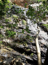 Low angle view of tree