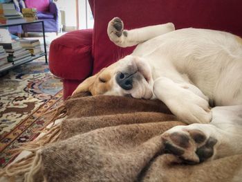 Dog sleeping on bed at home