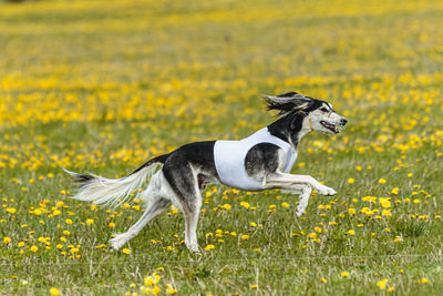 Saluki dog in white shirt running and chasing lure in the field on coursing competition