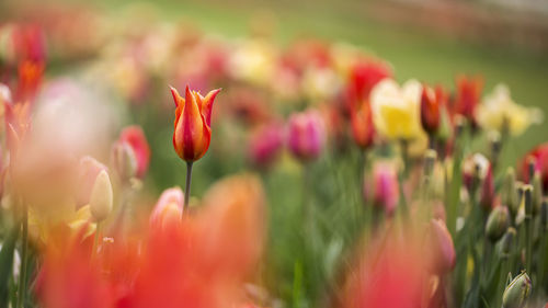 Close-up of flowers blooming outdoors