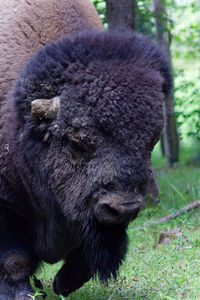 Close-up of bear on field