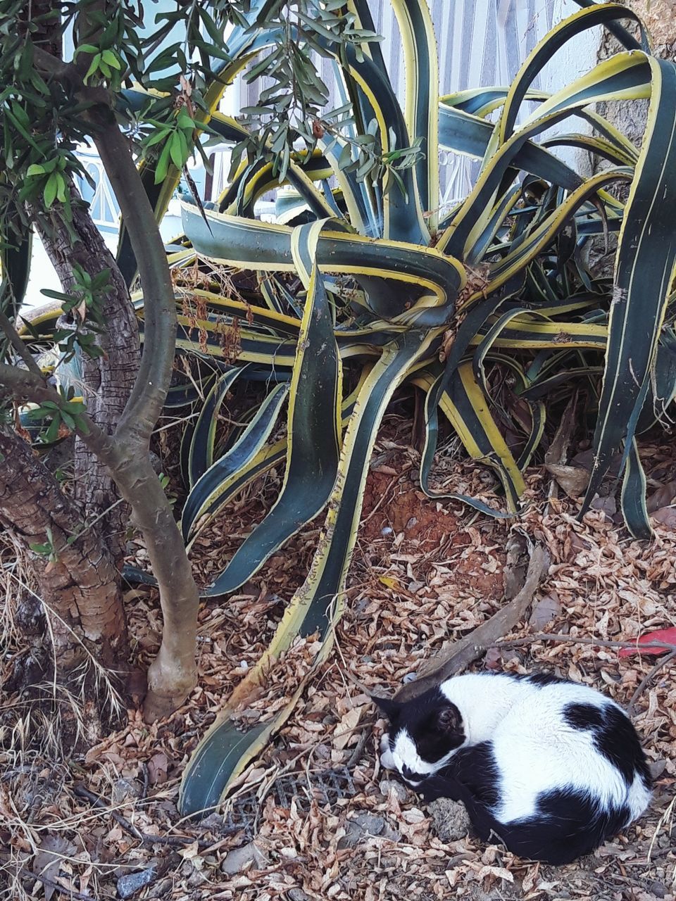 CAT LYING DOWN ON LAND