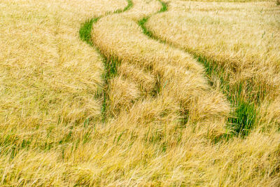 Full frame shot of rice field