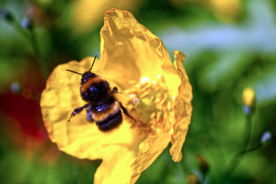 Close-up of bee pollinating on flower