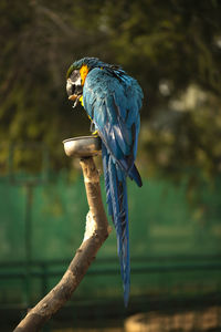 The blue and yellow macaw eating a nut in the zoo.