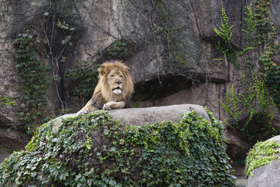 Male lion lying on a high leafy boulder with cliff in the background, lincoln park zoo, chicago