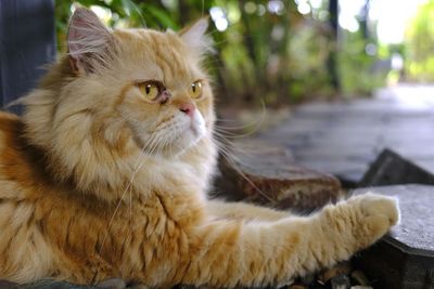 Close-up of a cat looking away