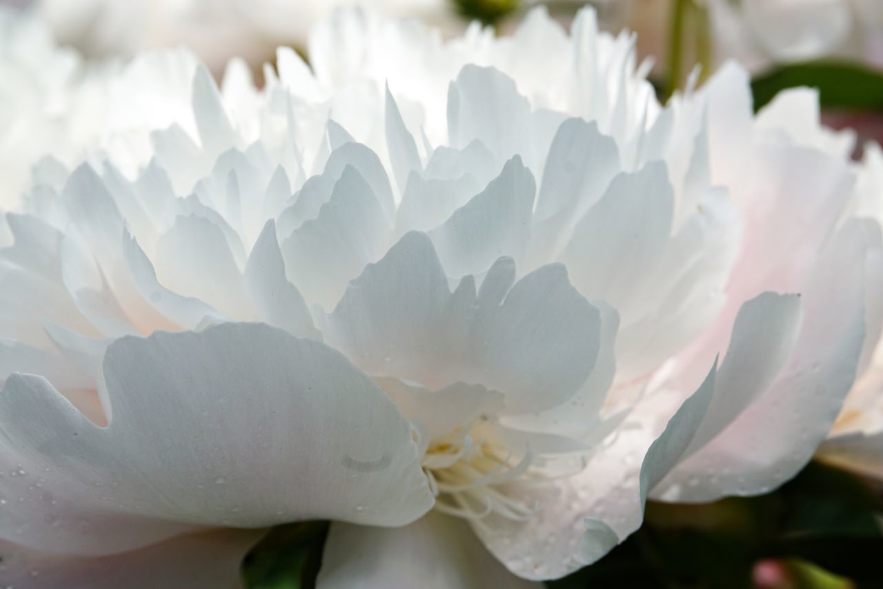 CLOSE-UP OF WHITE ROSE FLOWER