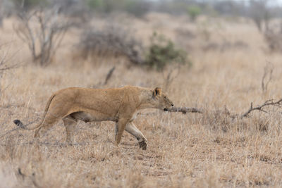 Side view of a cat