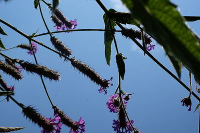 Low angle view of pink flowers against blue sky