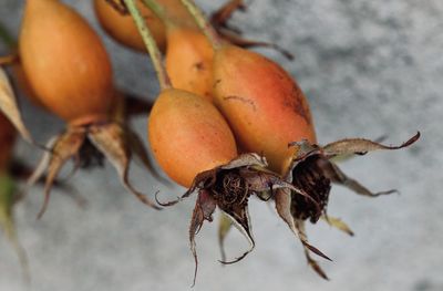 Close-up of caterpillar on fruit