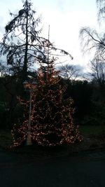 Close-up of tree against sky