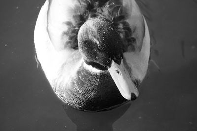 Directly above shot of duck swimming in lake