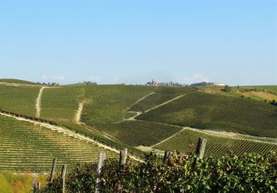 High angle view of vineyard against clear sky