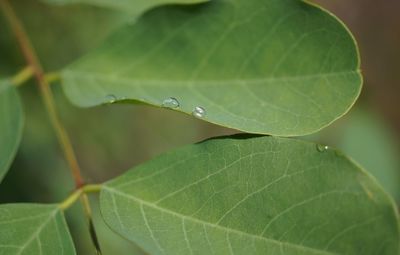 Close-up of green leaf on plant