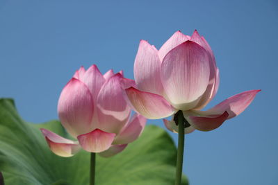 Close-up of pink lotus water lily against sky