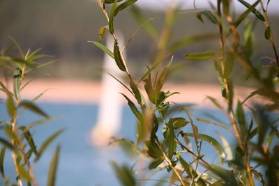 Close-up of plant against sailboat 