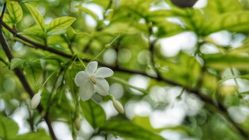 Close-up of white flowering plant