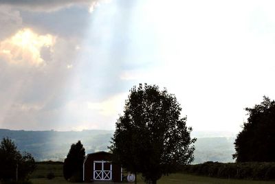 Trees and houses against sky