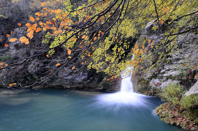 Scenic view of waterfall in forest