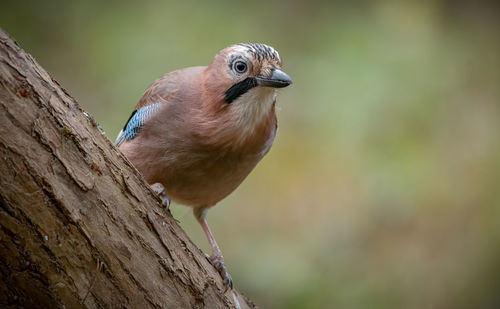 Close-up of bird perching on wood