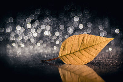 Close-up of wet maple leaves during rainy season