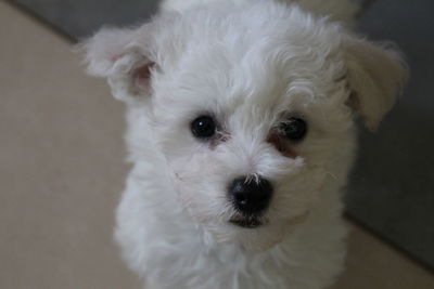 Portrait of white dog