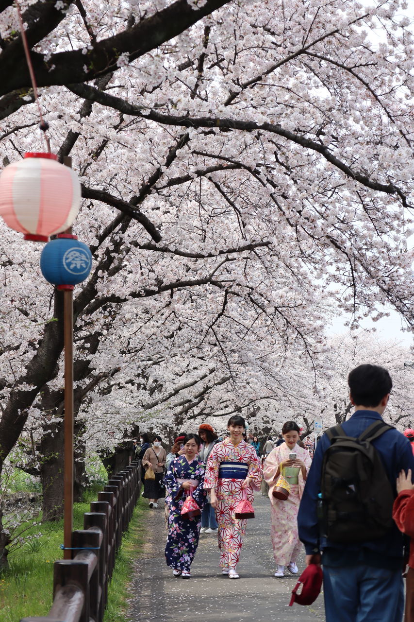 REAR VIEW OF PEOPLE ON CHERRY BLOSSOMS