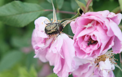 Close-up of insect on pink flower