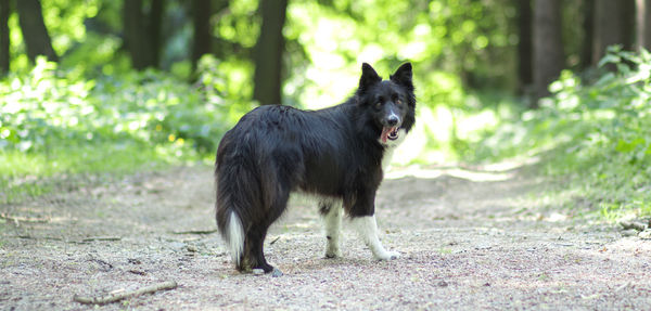 Portrait of dog on field