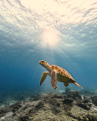 Turtle swimming in sea