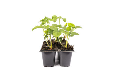 Close-up of potted plant against white background