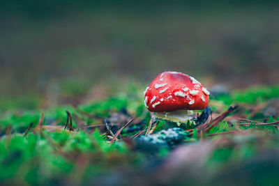Close-up of fly agaric mushroom growing on field