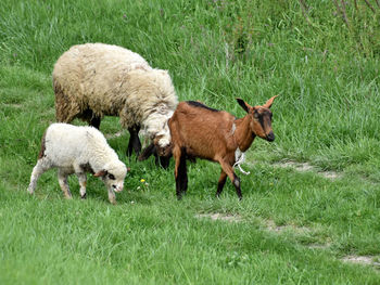 Sheep grazing in a field