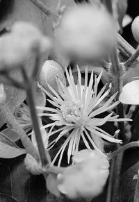 Close-up of plant