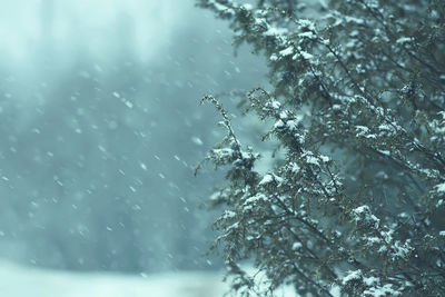 Winter nature details in countryside. juniper tree prickly branches in snow