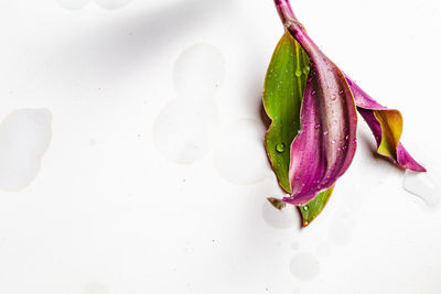 High angle view of purple flower on table