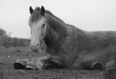 Portrait of horse on relaxing field