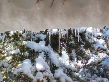 Panoramic shot of frozen plants against sky
