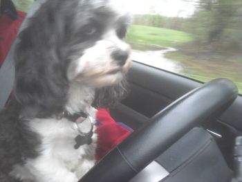 Close-up of dog sitting outdoors